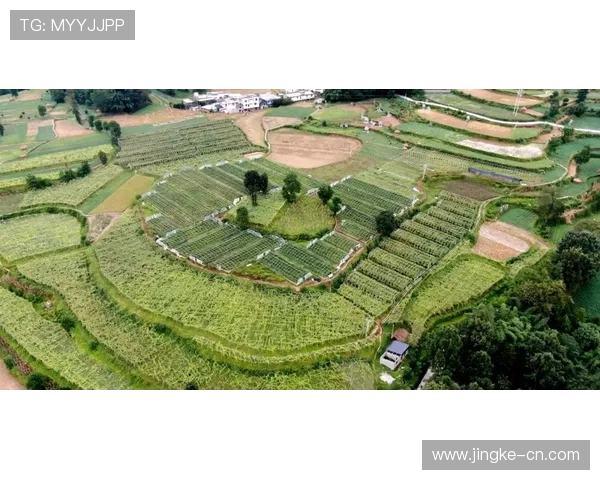 重庆乒乓球队的逆袭之路:从默默无闻到全国冠军的奋斗纪实